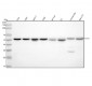 Anti-ATG5/Apg5 Rabbit Monoclonal Antibody
